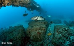Epinephelus malabaricus