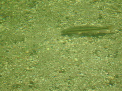 Catostomus