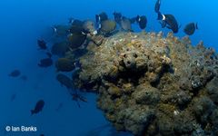 Acanthurus dussumieri