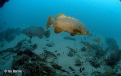Epinephelus lanceolatus