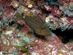 Cantherhines pardalis