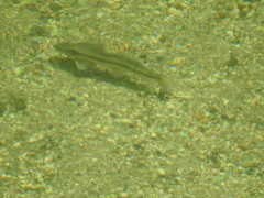 Catostomus