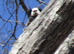 Callithrix geoffroyi