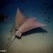 Painted Rays - Photo (c) Ian Banks, some rights reserved (CC BY-NC), uploaded by Ian Banks
