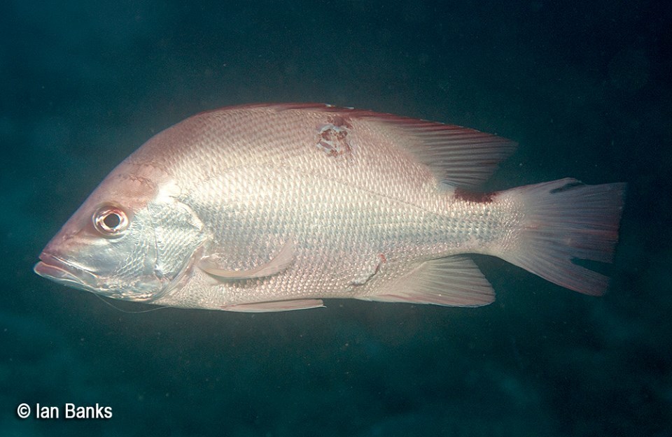 Saddletail snapper deals