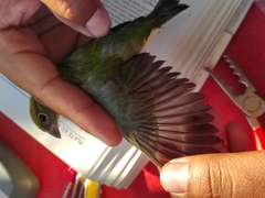 Passerina leclancherii