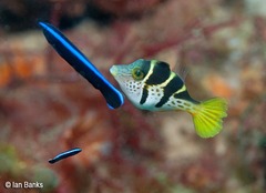 Paraluteres prionurus