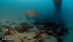 Epinephelus lanceolatus