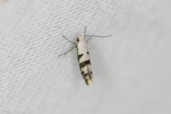 Argyresthia austerella