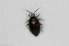 Deraeocoris sayi