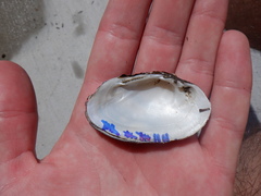 Venustaconcha ellipsiformis