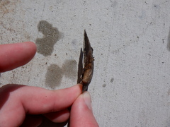 Venustaconcha ellipsiformis