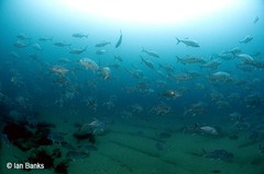 Caranx papuensis