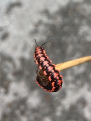 Antheromorpha uncinata
