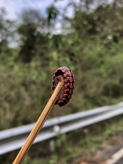 Antheromorpha uncinata