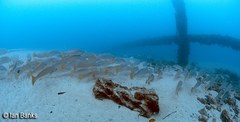 Argyrosomus japonicus