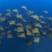 Cownose Rays - Photo (c) Ian Banks, some rights reserved (CC BY-NC), uploaded by Ian Banks