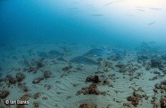 Argyrosomus japonicus