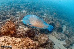 Choerodon schoenleinii