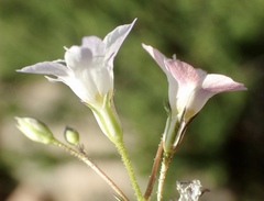 Saltugilia australis