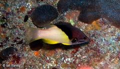 Bodianus mesothorax