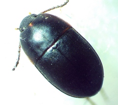 Gondwanocrypticus platensis