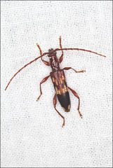 Coptocercus aberrans