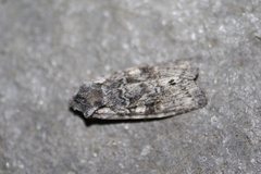 Lithophane pertorrida