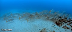 Argyrosomus japonicus