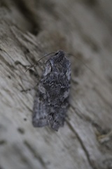 Lithophane pertorrida