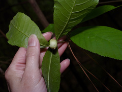 Phylloxera caryaecaulis