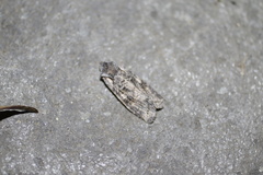 Lithophane pertorrida