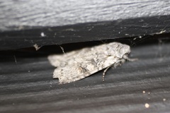 Lithophane pertorrida