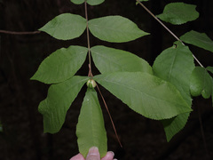 Phylloxera caryaecaulis
