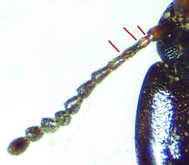 Gondwanocrypticus platensis
