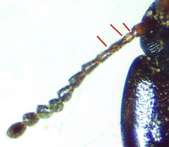 Gondwanocrypticus platensis