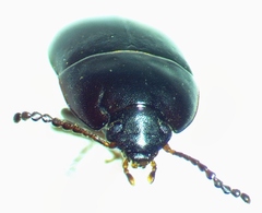 Gondwanocrypticus platensis