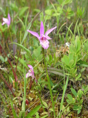 Arethusa bulbosa