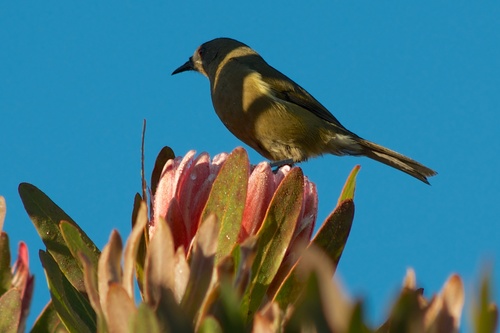 Anthornis melanura