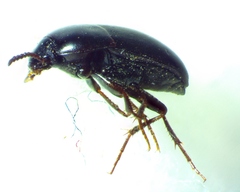 Gondwanocrypticus platensis