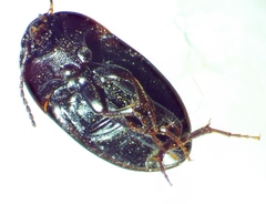 Gondwanocrypticus platensis