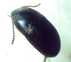 Gondwanocrypticus platensis