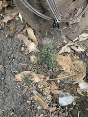 Euphorbia prostrata