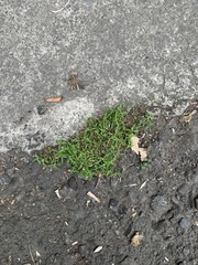 Oldenlandia corymbosa