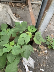 Broussonetia papyrifera