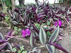 Tradescantia zebrina