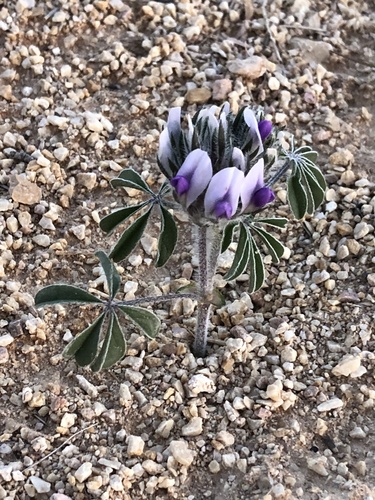 Pediomelum latestipulatum var. latestipulatum