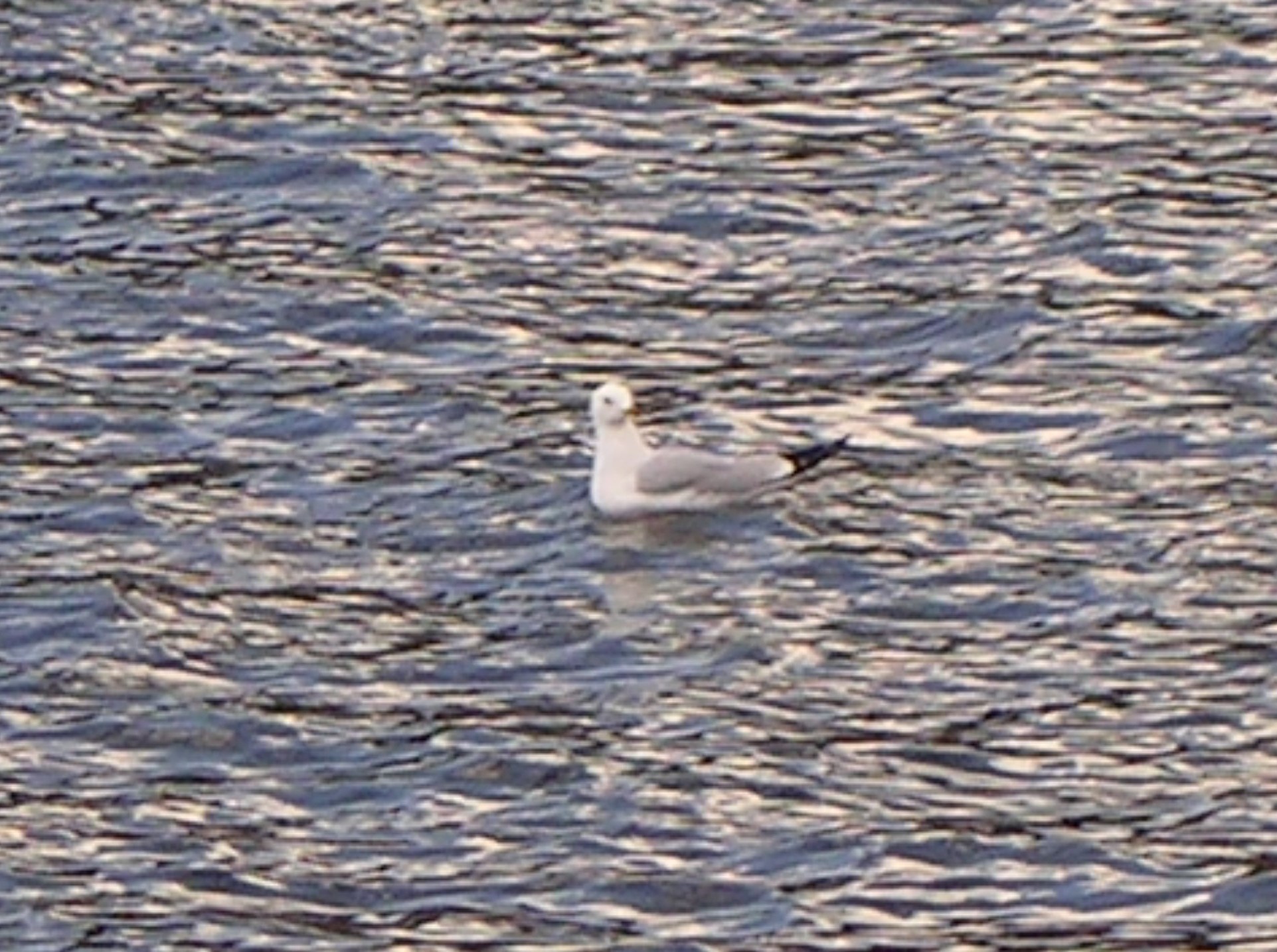 Short-billed Gull