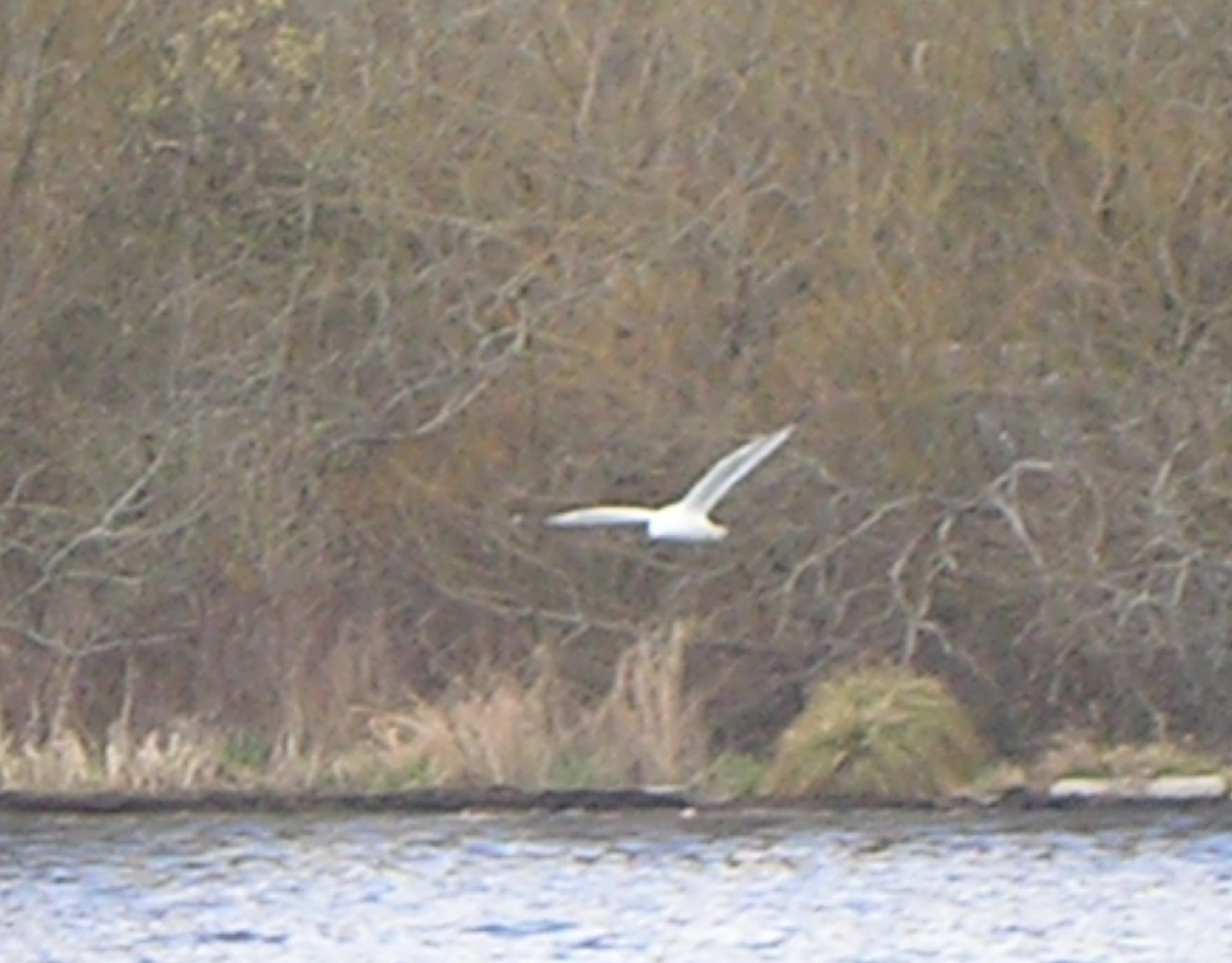 Short-billed Gull