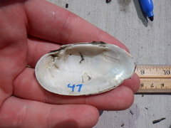 Venustaconcha ellipsiformis